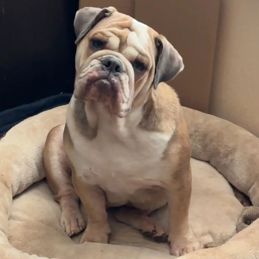 Aria, Texan Bulldogs English Bulldog