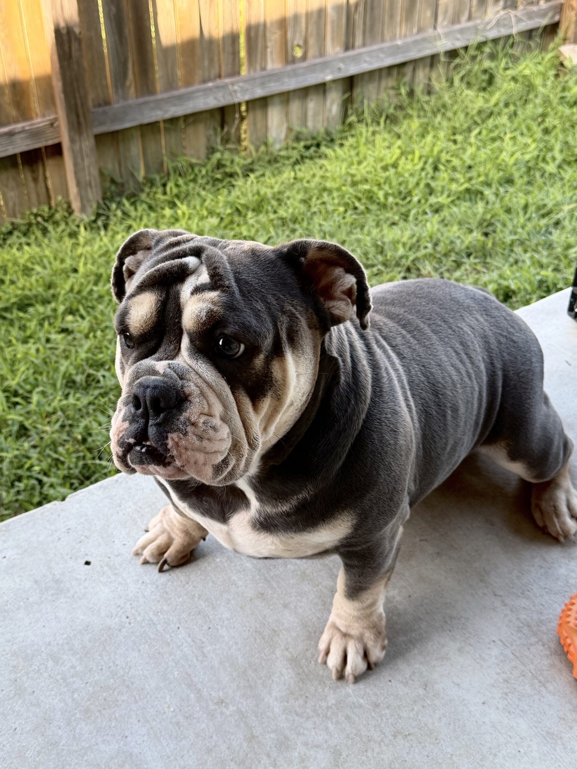 Luna, AKC English Bulldog dam