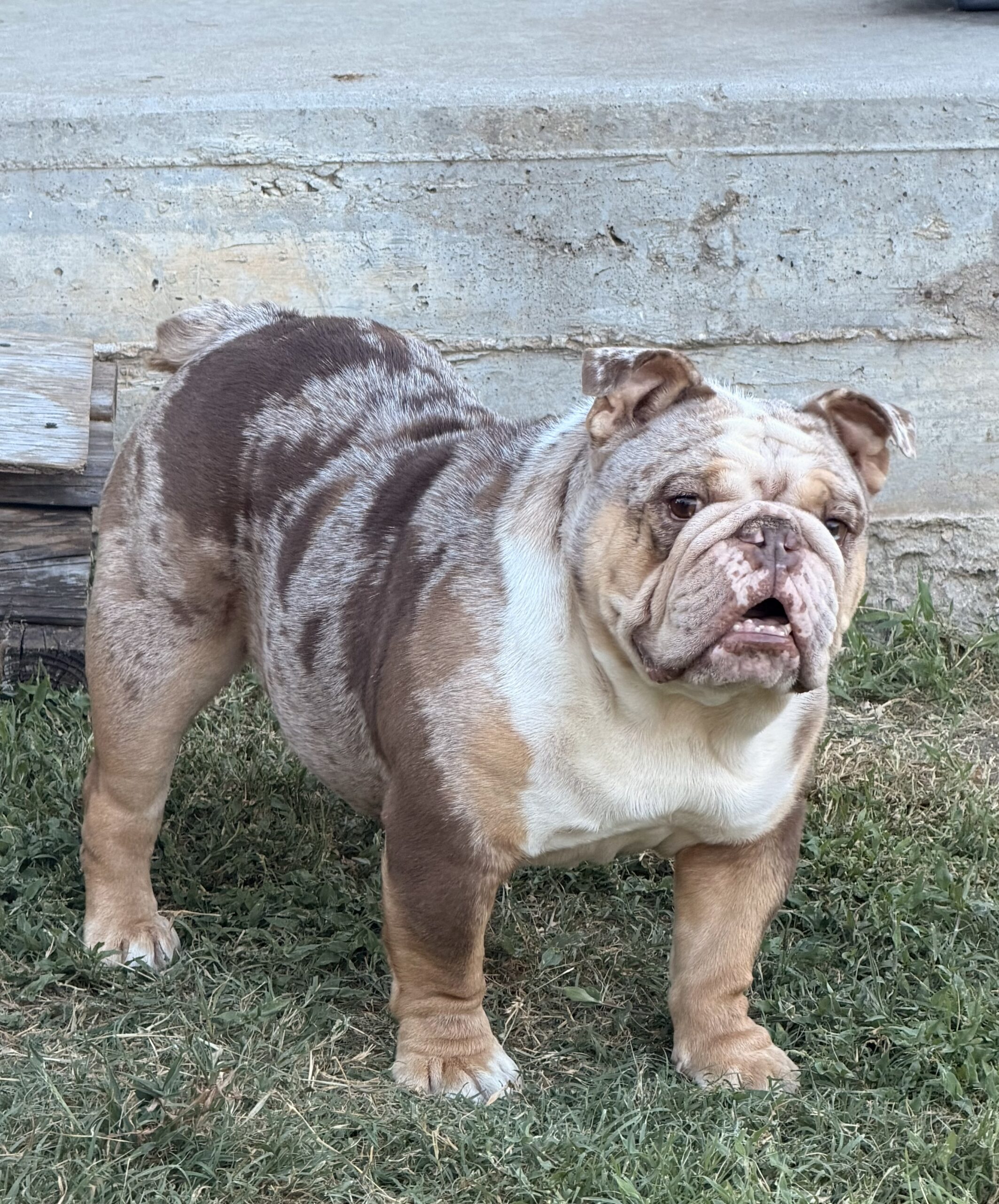 Duffel Bag Billy, Texan Bulldogs English Bulldog