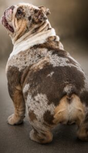 Duffel Bag Billy merle English Bulldog