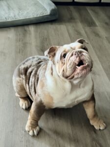 Duffel Bag Billy English Bulldog