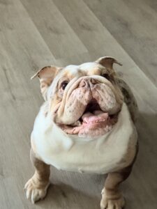 Duffel Bag Billy English Bulldog