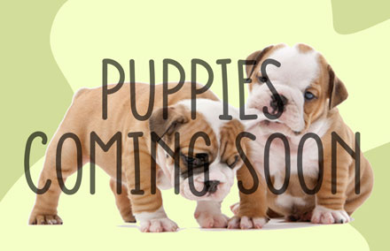 Texan Bulldogs puppies coming soon